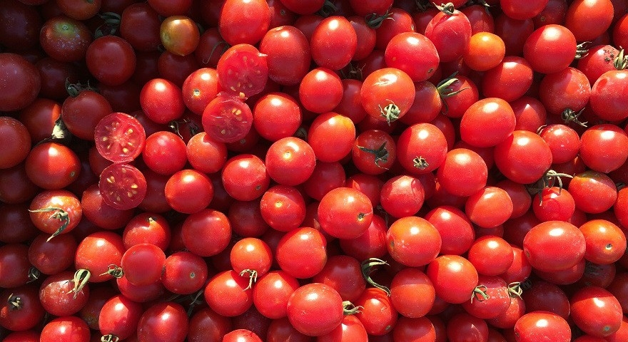 1000 семян томатов. Томат-черри то 1435 f1. Топкапи томат. Флорида помидоры. Семена Adama упаковка томат 250 шт.