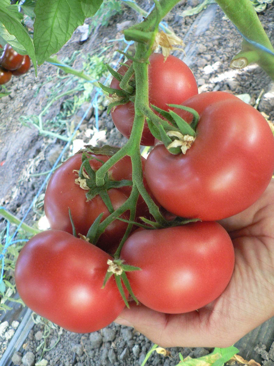 семена томаты оптом
