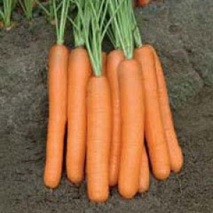Морковь МОНАНТА / MONANTA Rijk Zwaan