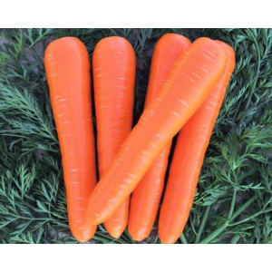 Морковь ВАК 70 F1 / VAC 70 F1 Vilmorin