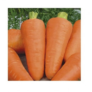 Морковь КУРОДА ШАНТАНЭ 1,4-1,6 Поиск
