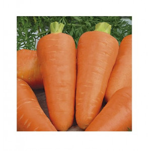 Морковь ШАНТАНЭ РОЯЛ 1,4-1,6 Поиск
