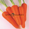 Морковь АБАКО F1 / ABACO F1 Seminis  фото 10