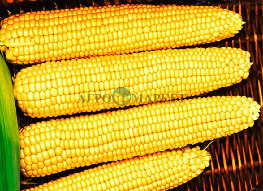 Кукуруза Мегатон описание сорта, урожайность, фото и отзывы
