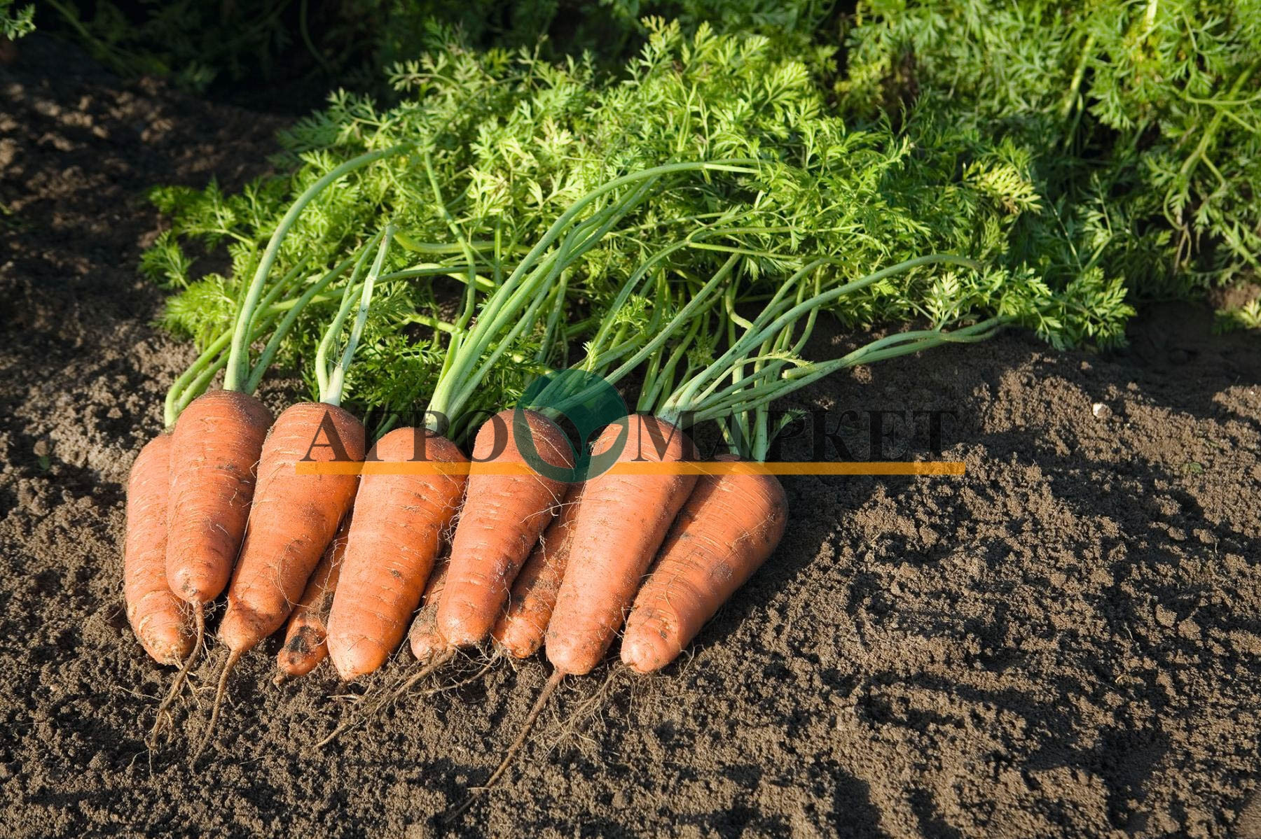 морковь купар f1 отзывы