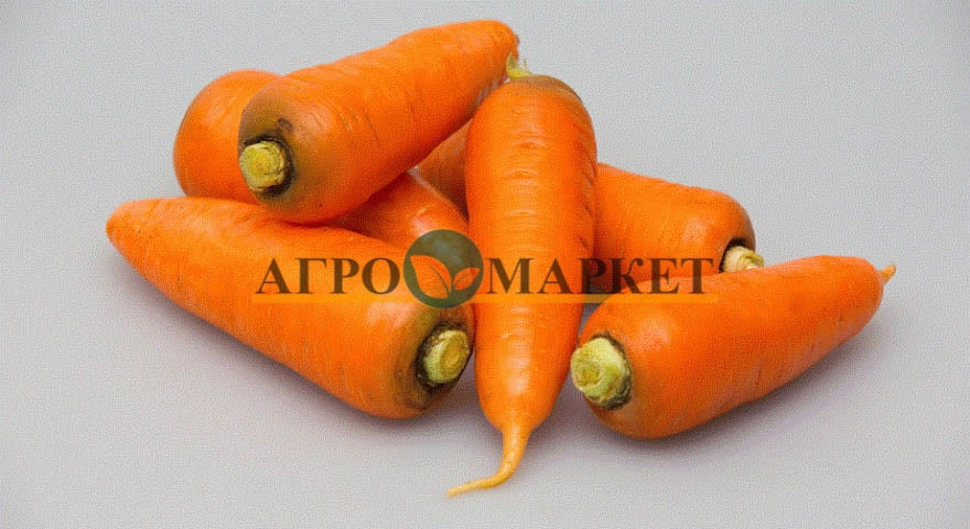 Морковь АБАКО F1 / ABACO F1 Seminis  фото 2