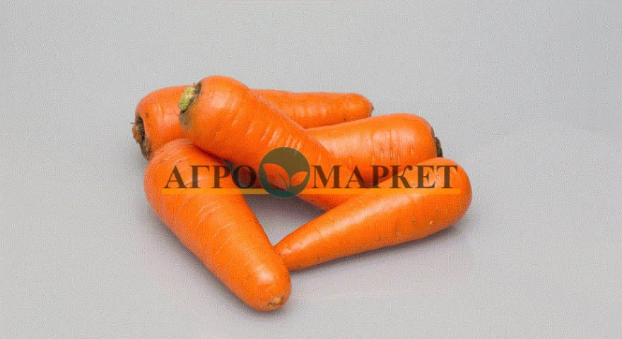 Морковь АБАКО F1 / ABACO F1 Seminis  фото 6