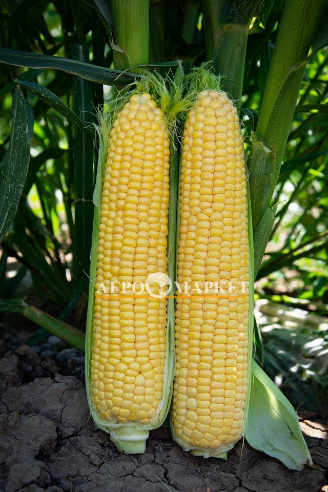 Кукуруза Тести Дрим описание сорта, урожайность, фото и отзывы