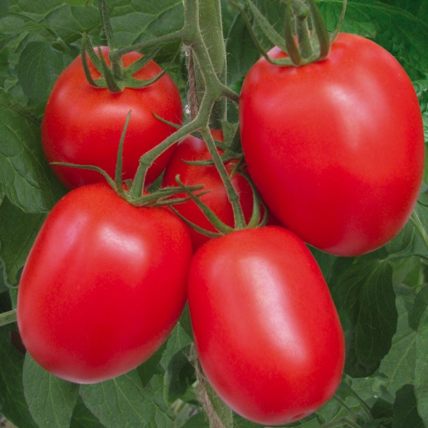 помидоры рио гранде описание сорта