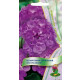 Комнатные Пеларгония зональная Люстра виолет (5 семян) ЦВ Поиск