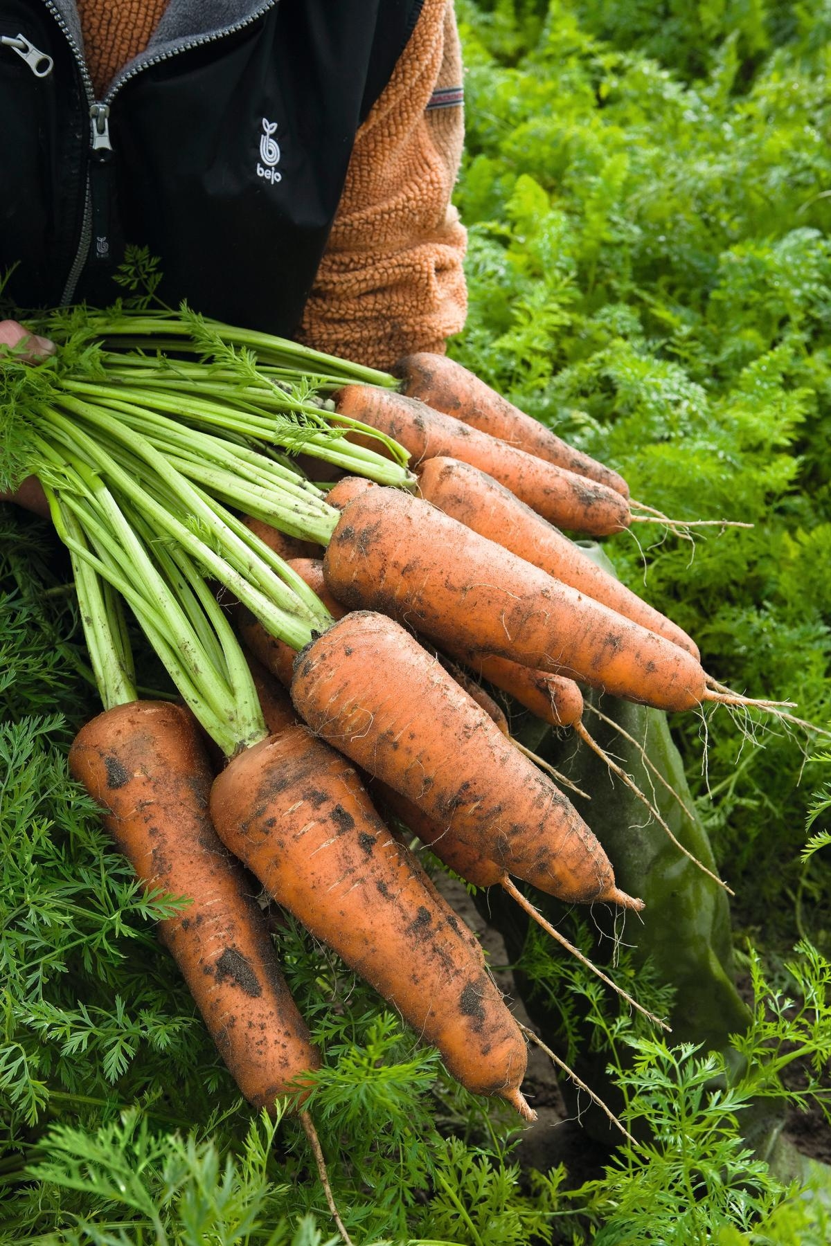 Морковь Кордоба описание сорта, фото и отзывы