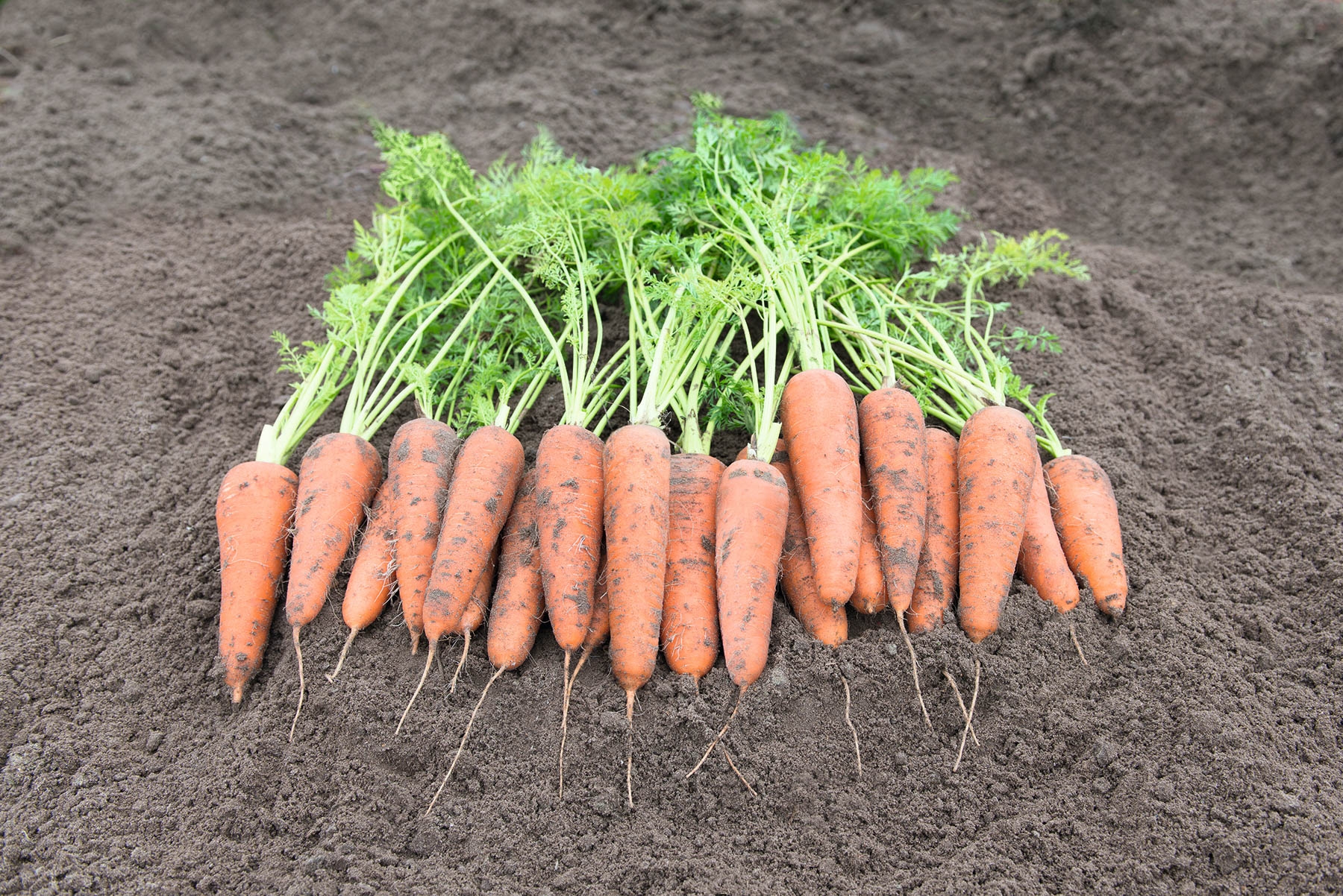 Морковь гибриды. Семена морковь Кантербюри f1. Морковь Курода Шантанэ. Морковь Парижская Каротель. Морковь Тинга f1.