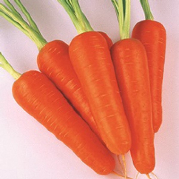 Цветовая характеристика моркови Абако F1