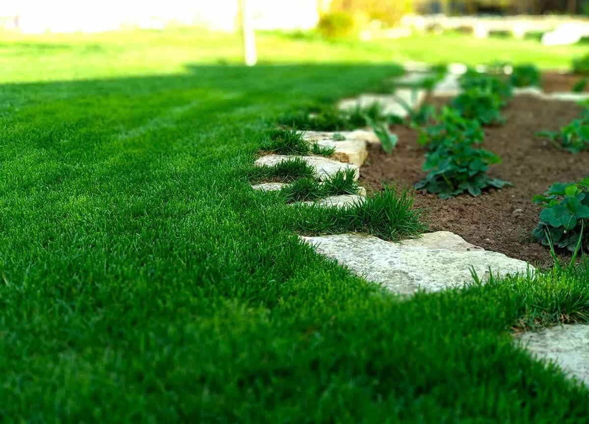 Выращиваем газон: 5 рекомендаций, которые помогут ускорить прорастаниесемян трав