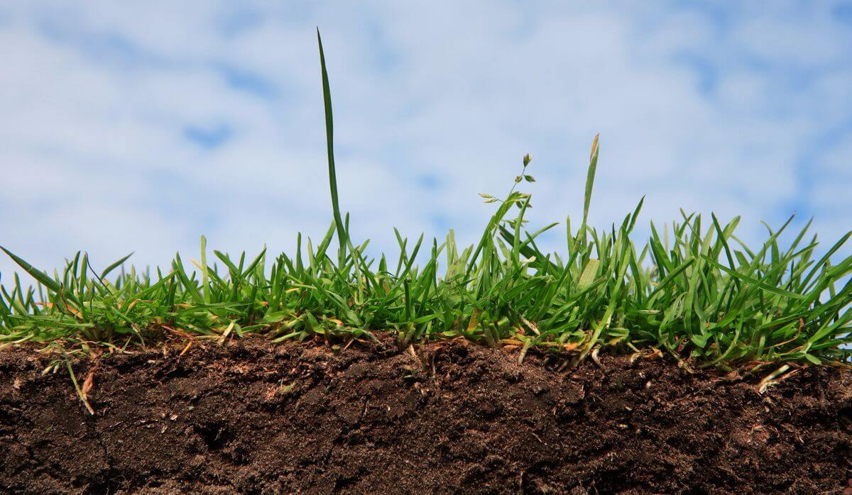 9 основных способов повысить кислотность почвы на участке: народные испециальные средства в помощь огородникам