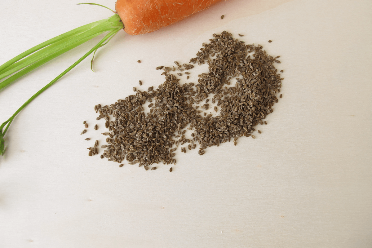 Как сажать морковь на ленте в открытом грунте
