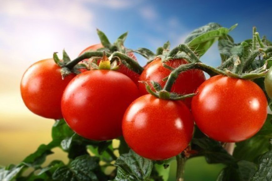 сорта культурных растений помидор