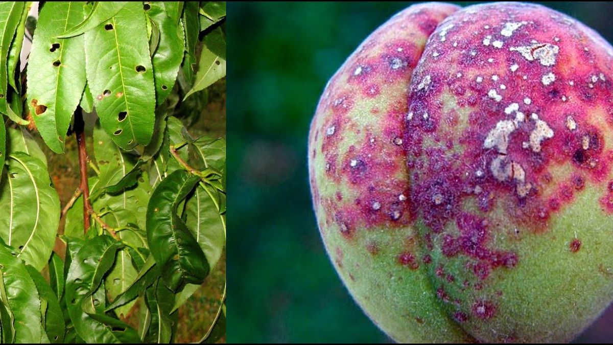 Защита персика от болезней и вредителей