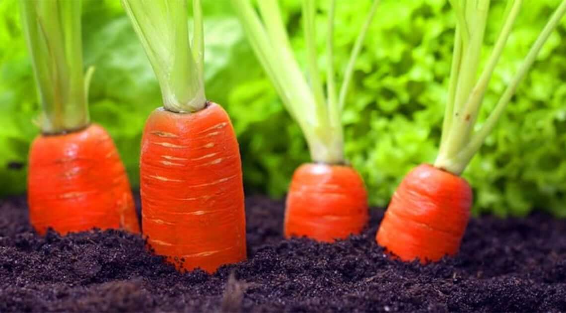 как подготовить грядки под морковь весной