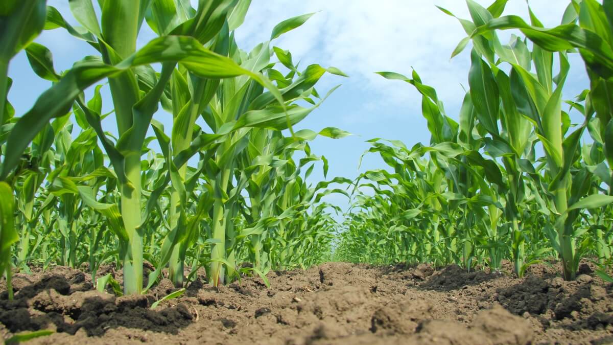 Удобряем кукурузу правильно: 4 совета, а также разбор технологии внесенияудобрений