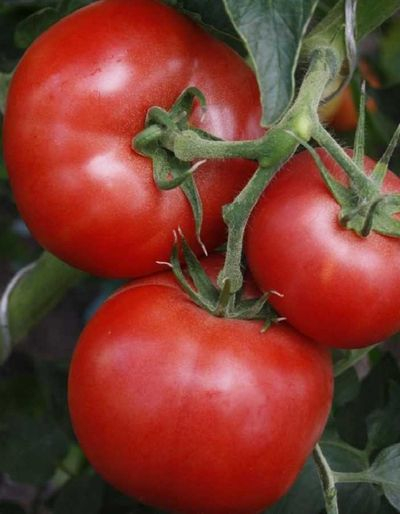Топ-13 морозоустойчивых сортов и гибридов томатов разных сроков созревания