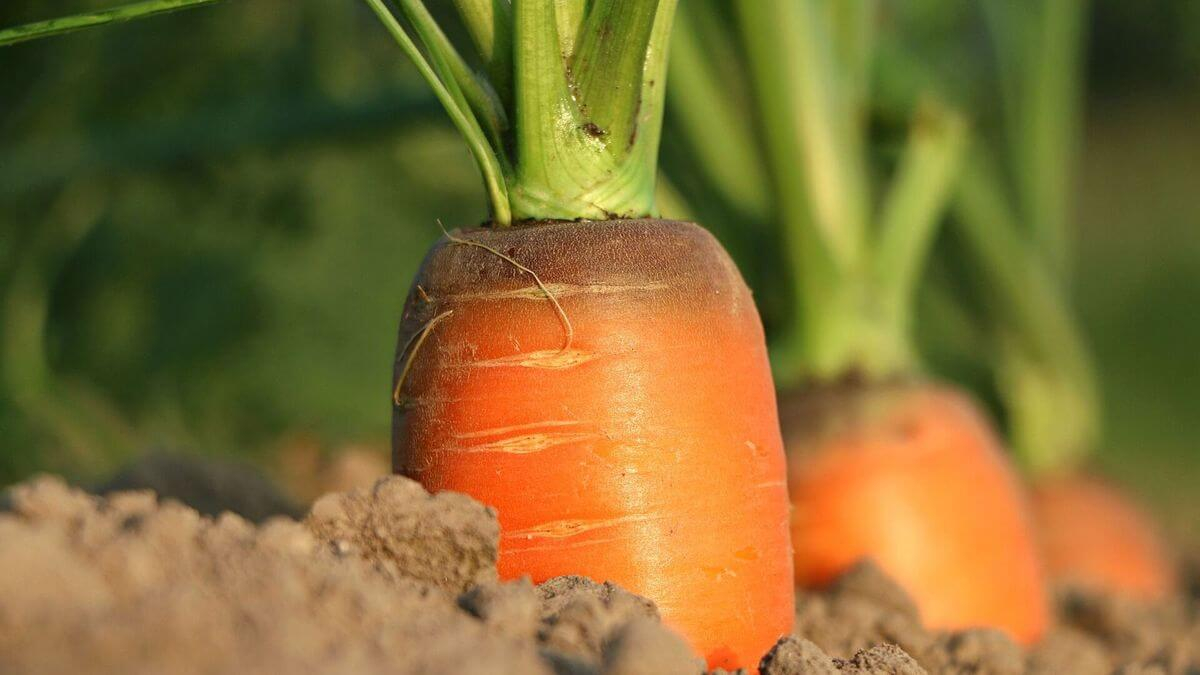 применение гербицидов на посевах моркови