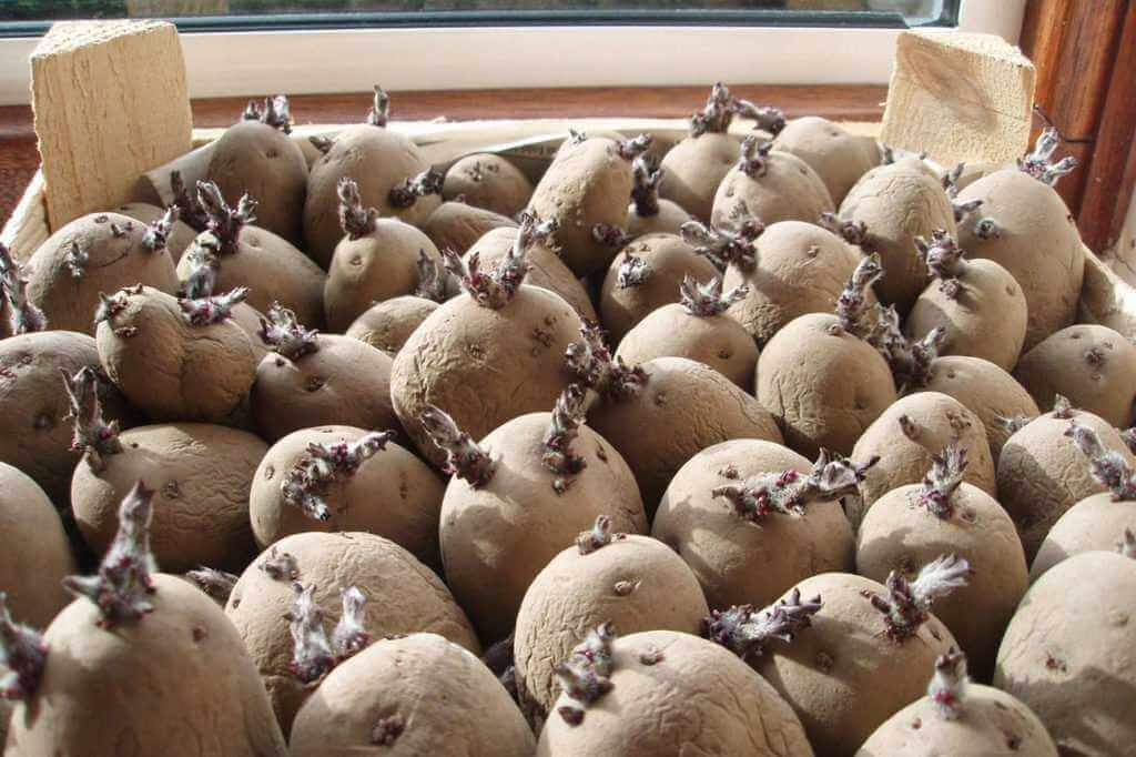Подготовка картофеля к яровизации