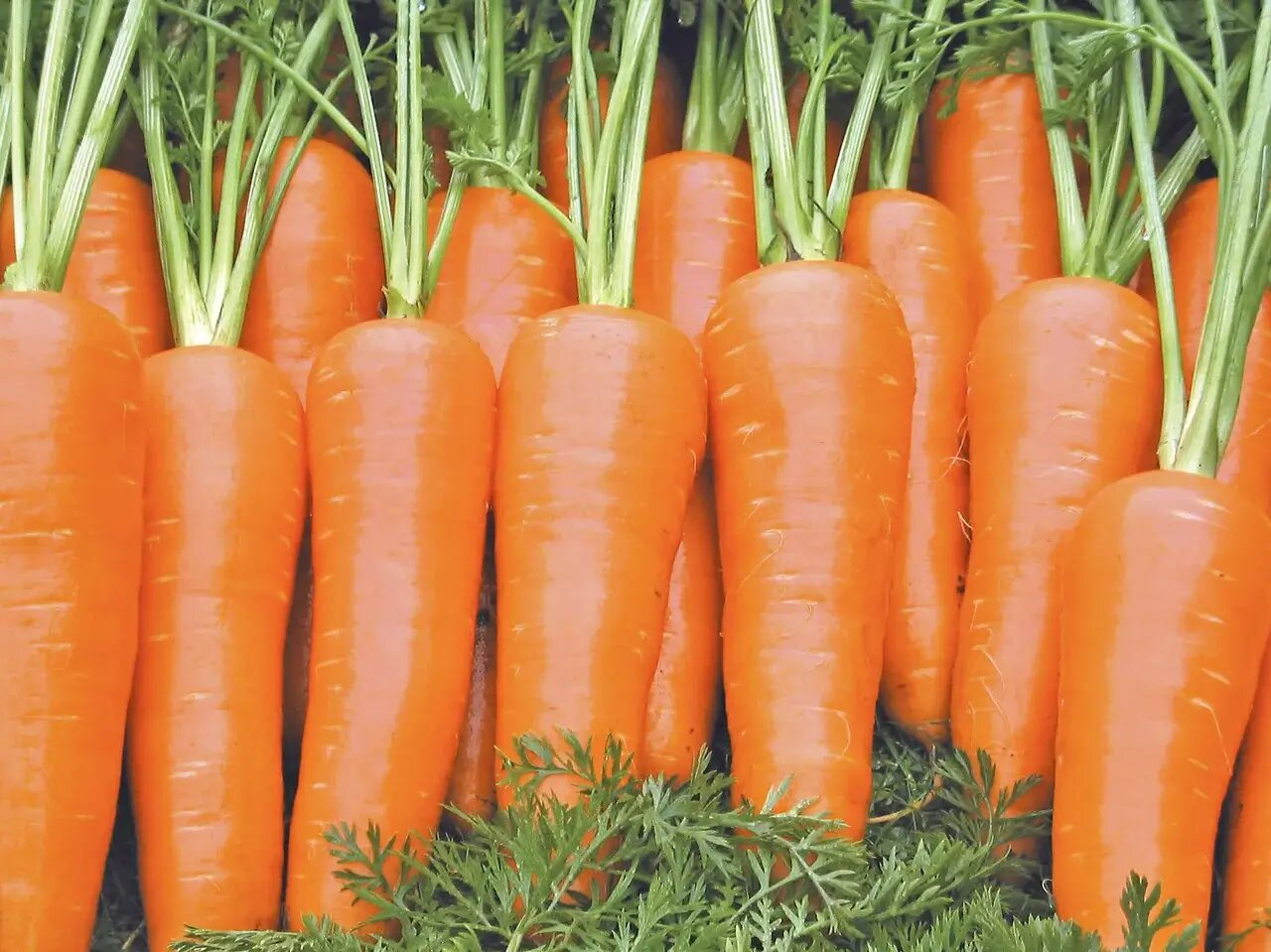 Шантанэ роял морковь