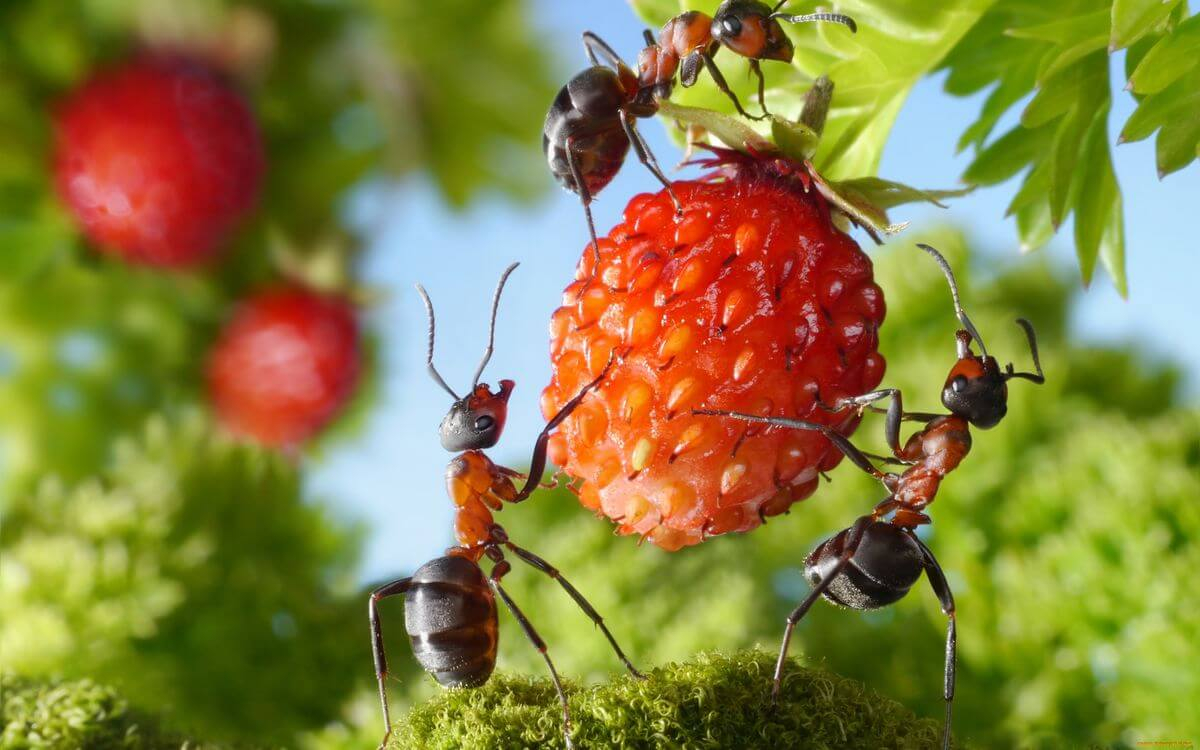 способы борьбы с муравьями