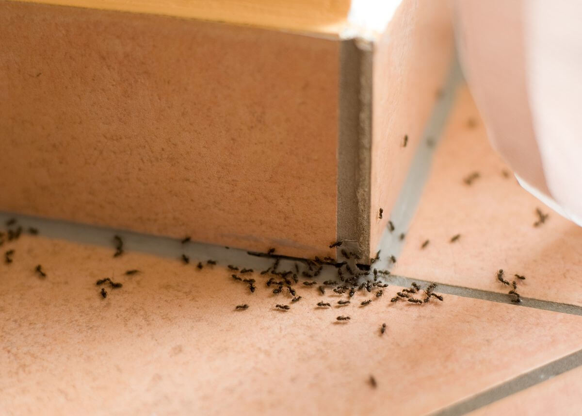 профилактика для защиты сада от муравьев