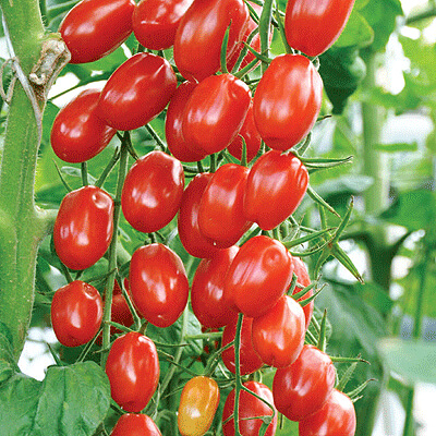 Сорта красных томатов черри