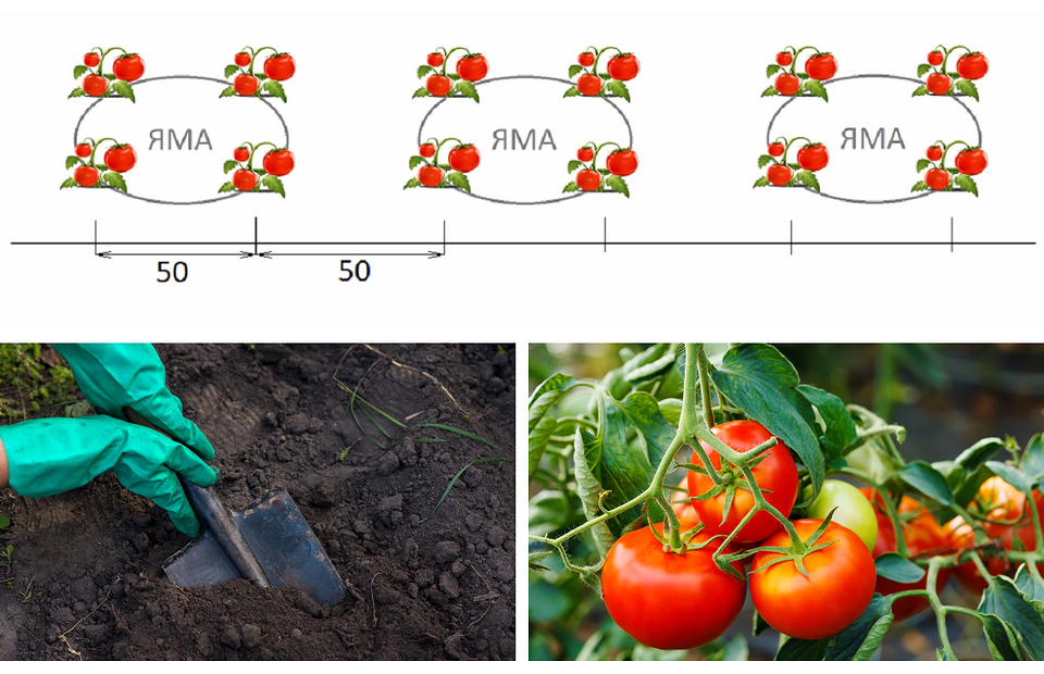 Jak zasadit rajčata na otevřeném terénu v jaké vzdálenosti