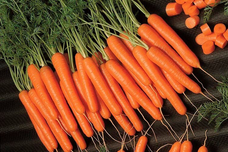 морковь Амстердамская