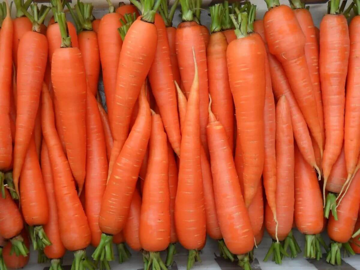 морковь Флакке