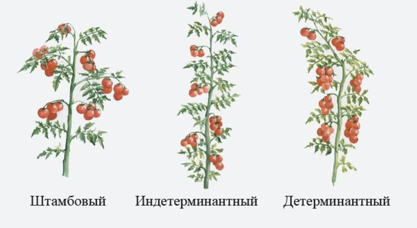Уход за томатами: как правильно формировать куст