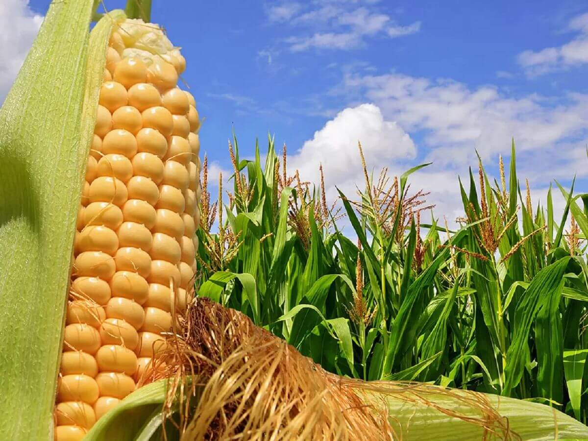 Удобряем кукурузу правильно: 4 совета, а также разбор технологии внесенияудобрений