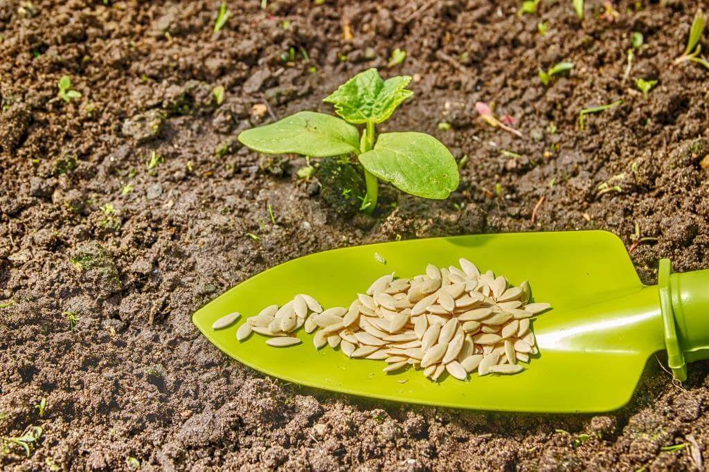 Выращиваем дыню в открытом грунте: 5 основных этапов на пути к хорошемуурожаю