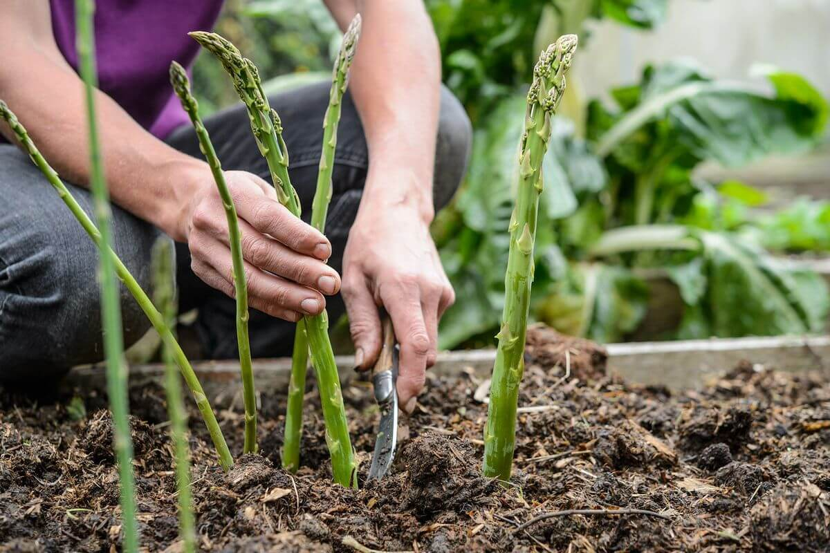 выращивание аспарагуса