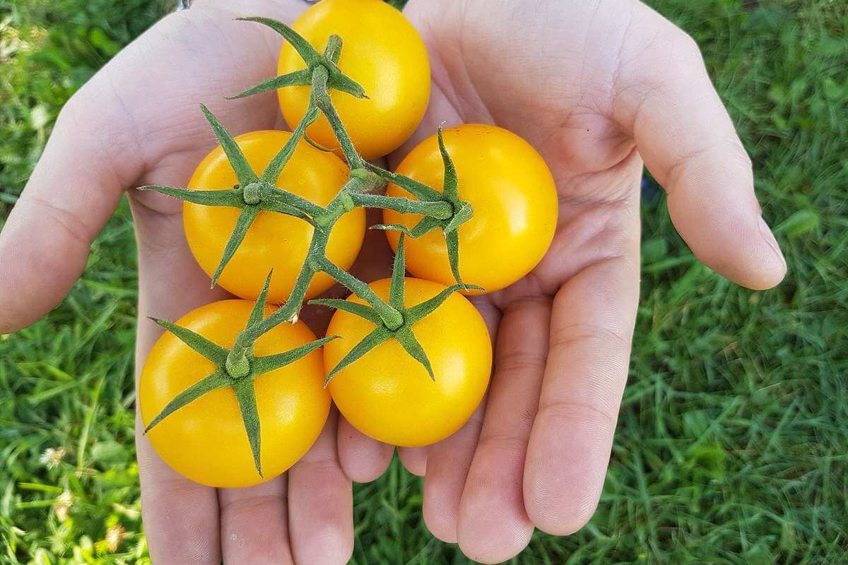 лучшие желтоплодные сорта томатов